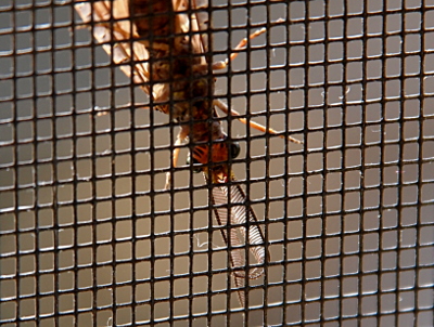 [The fishfly is on the outside of a screened window and the camera was on the inside, so there is a screen between the camera and the fly. This photo focuses on the head and upper body  which is upside-down as the fly was crawling down the screen. The antennas are long and have comb-like teeth on the inner portions. Two black eyes stick out from the sides of the head.]